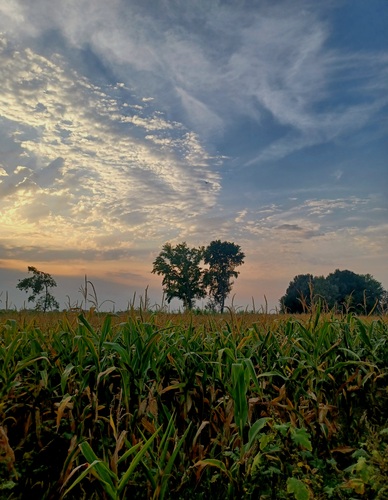 Kráľová