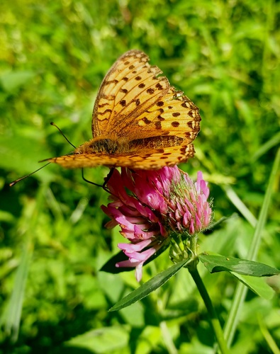 Poľana