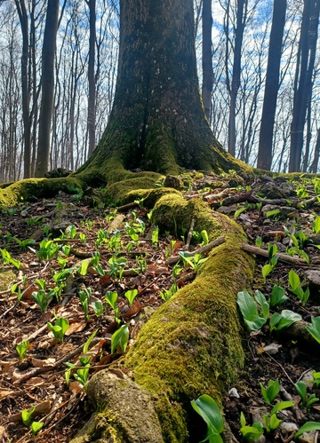 Malé Karpaty