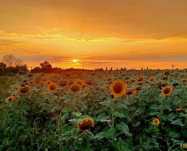 Slnečnica