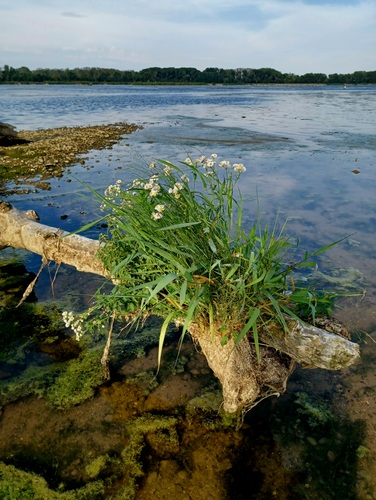 VN Kráľová