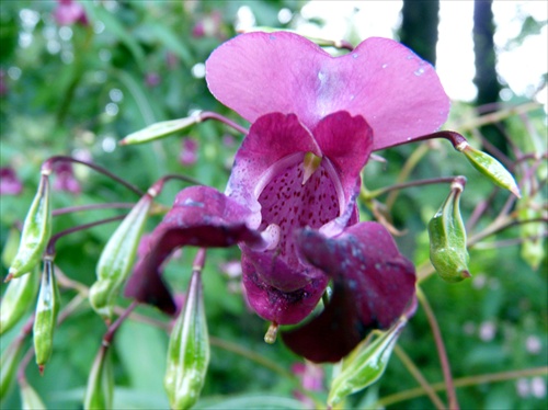 rododendron