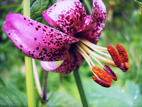 Lilium martagon