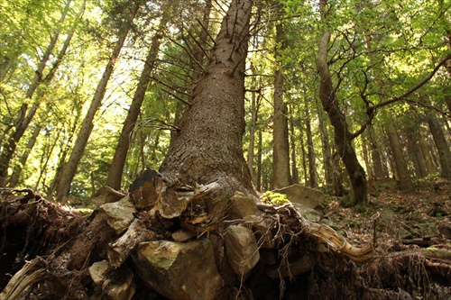 Walking tree