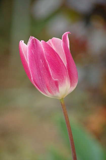 tulipánik