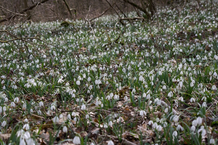 snežienky