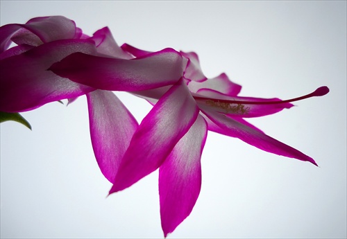 Schlumbergera truncata