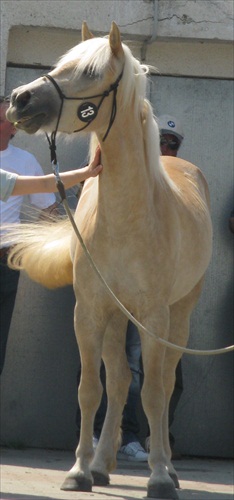 Haflinger