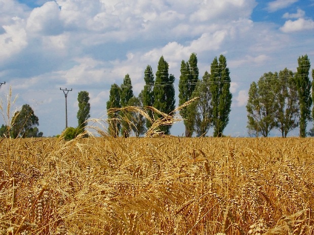 4 ročné obdobia - Leto