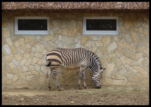 ...aj ZOO má oči...