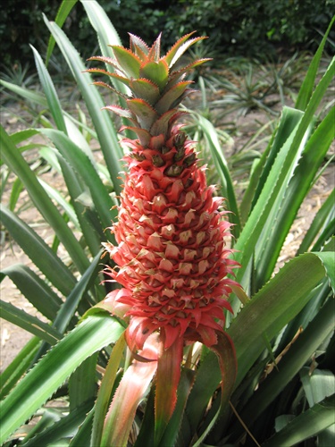 Ananas