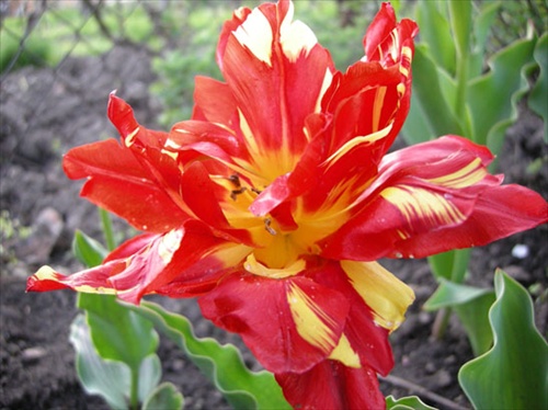 tulipan