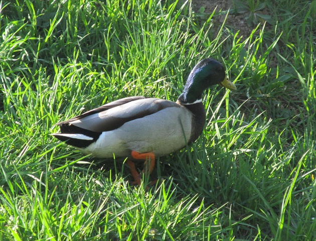 káčer Donald