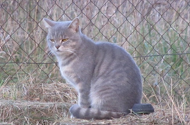 prísny dozor nad myšami