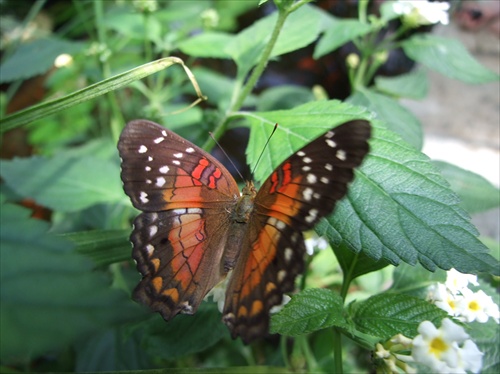 Botanická Košice