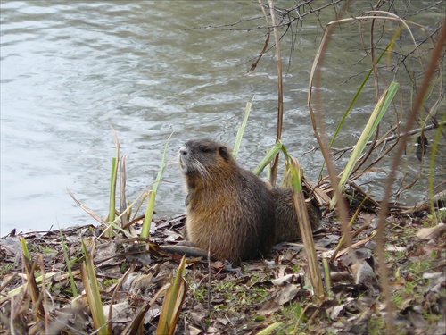 nutria