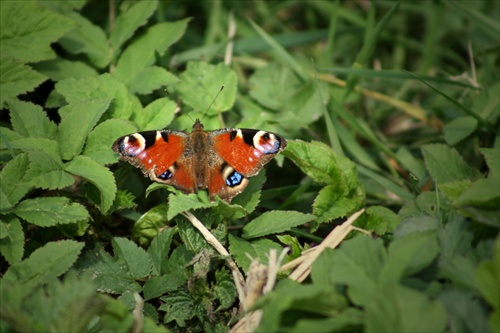 butterfly