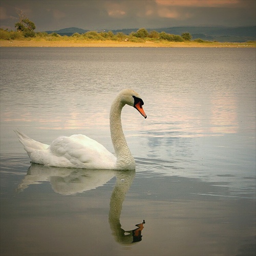 labutí relax