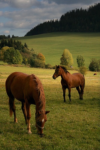 na jesenných stráňach