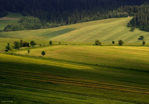 políčková