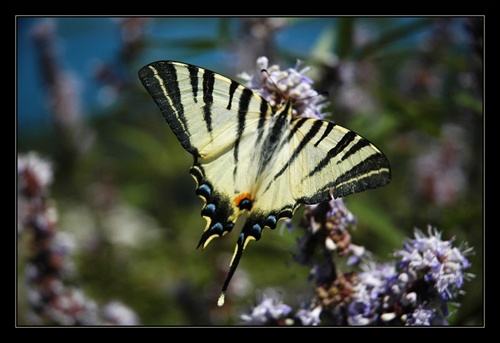 Vidlochvost ovocný - Iphiclides podalirius