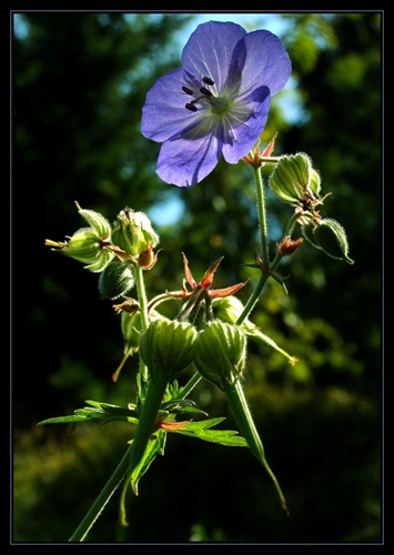 Pakost lúčny - Geranium pratense