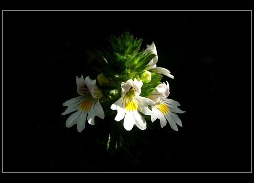 Očianka Rostkovova - Euphrasia rostkoviana