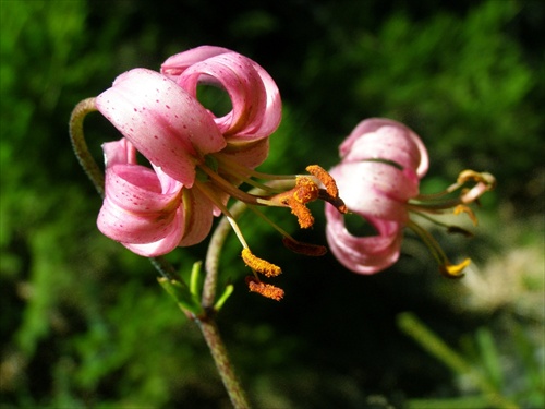 Ľalia zlatohlavá - Lilium martagon