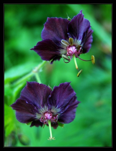 Geranium phaeum - pakost hnedočervený