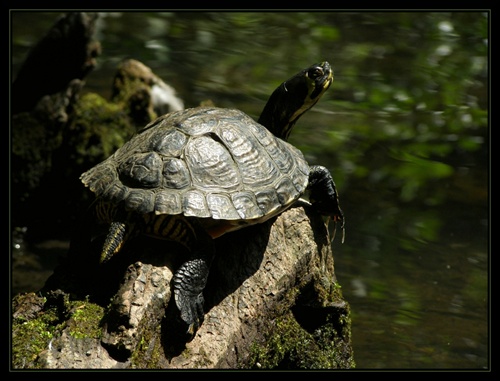 Trachemys scripta scripta - korytnačka písmenková