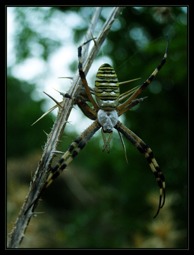 Argiope bruennichi - križiak pruhovaný