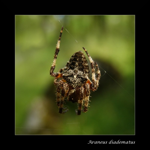 Araneus diadematus