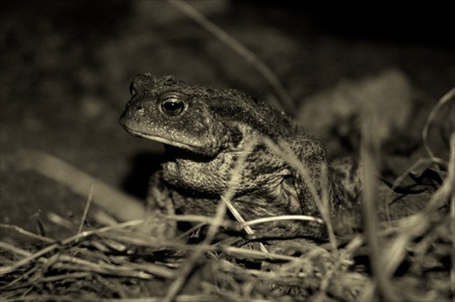 Bufo bufo - ropucha bradavičnatá