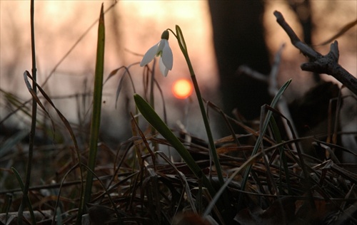 Galanthus nivalis