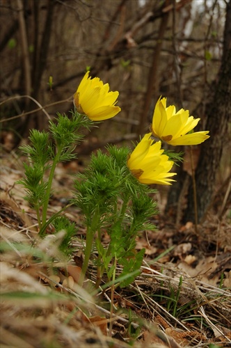 Adonis vernalis