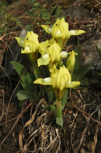 Iris pumila