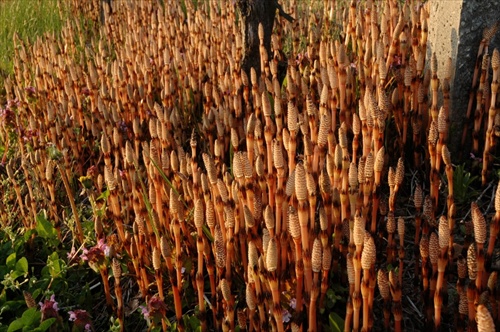 Prasličkový les (Equisetum arvense)