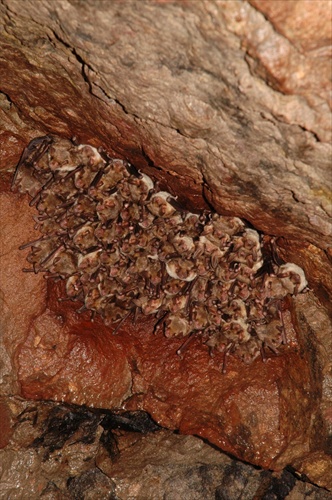 Myotis myotis - netopier obyčajný