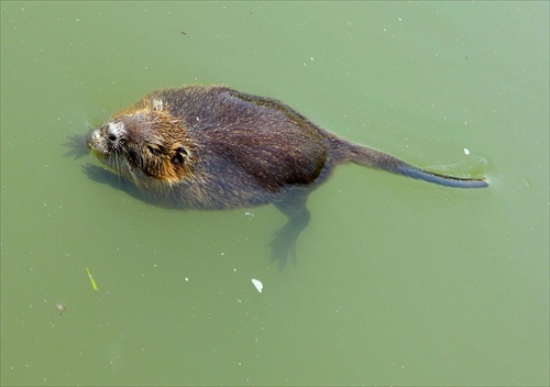 ondatra/nutria/vydra či iná zver bobrovitého charakteru