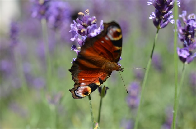 levandula