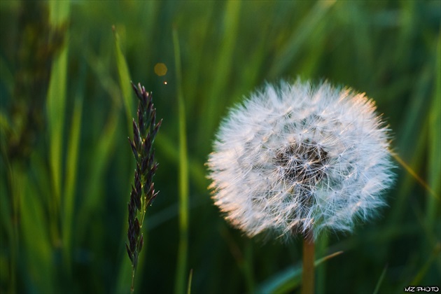 dandelion