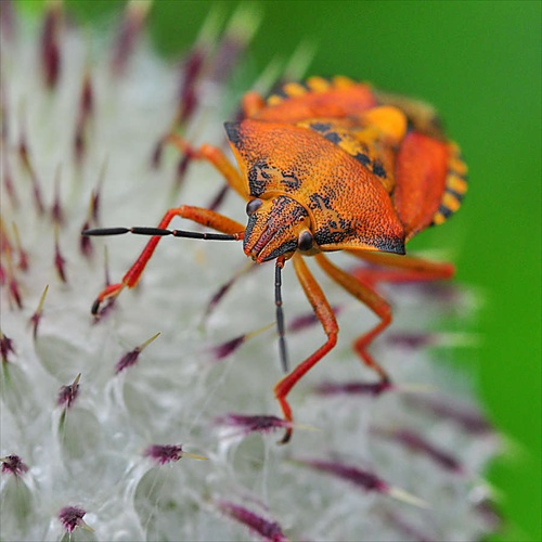 orange II.