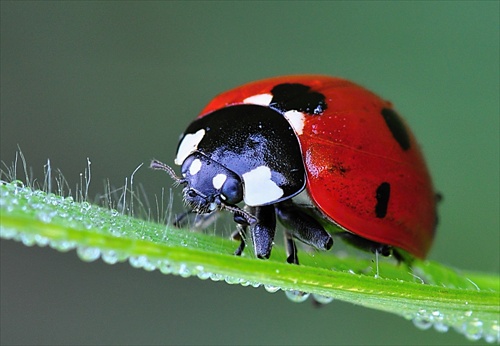 lienka sedembodková (lat. coccinella septempunctata)