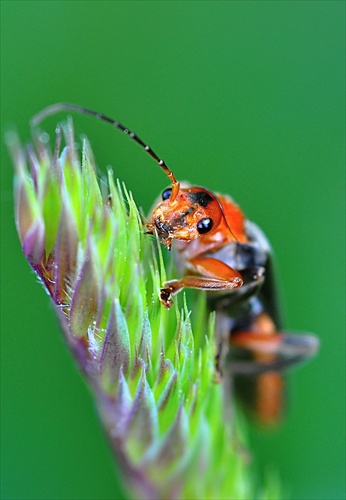 snehuľčík obyčajný (lat. cantharis rustica)