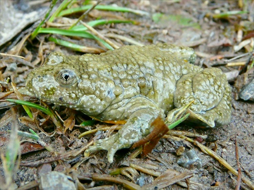 Kunka žltobrucha