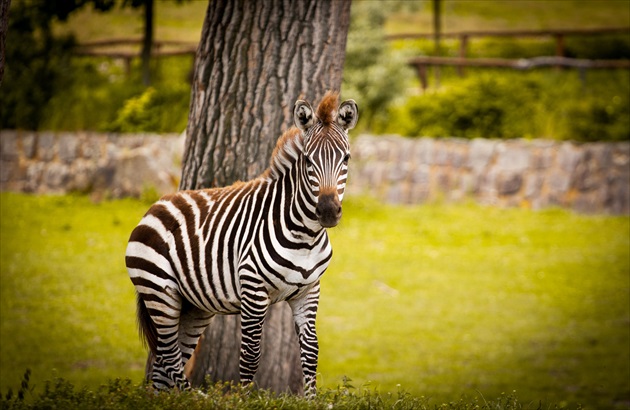 Zebra