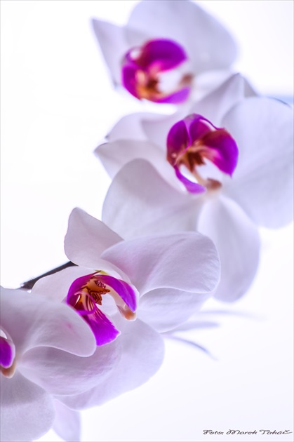 Orchidea