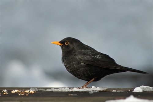 Drozd čierny (Turdus merula)