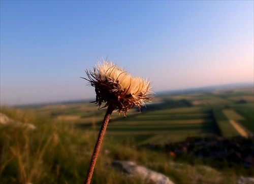 Kochajúca sa