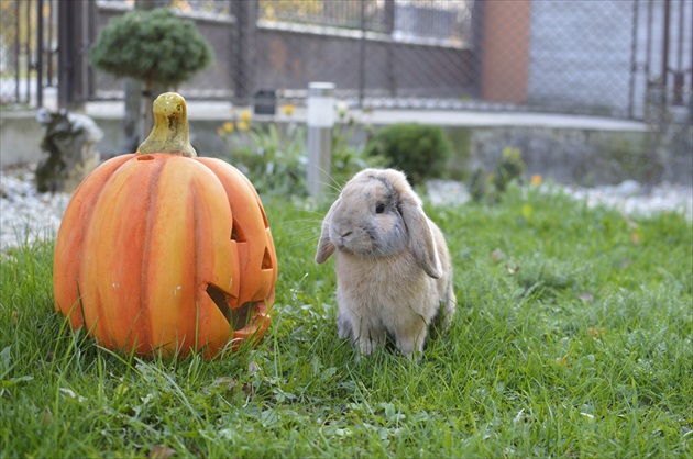 Helloween Bunny